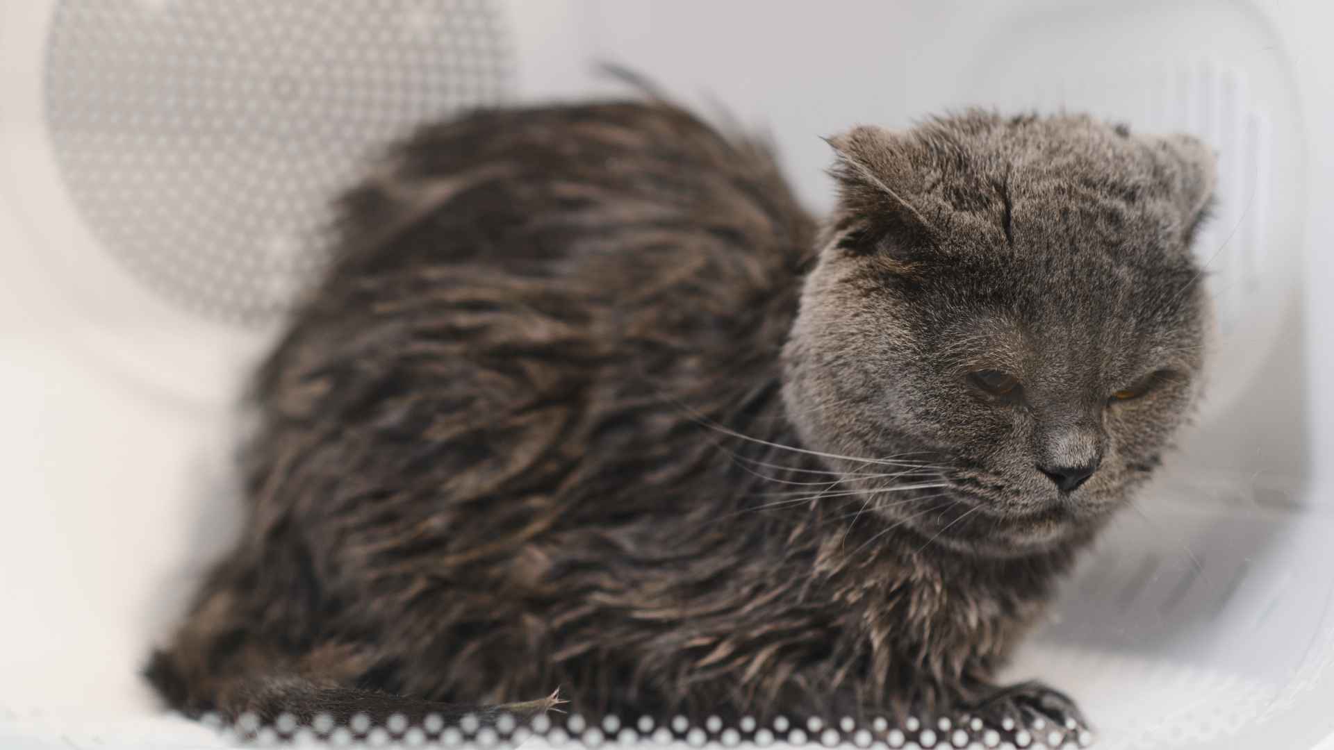 gato deshidratado